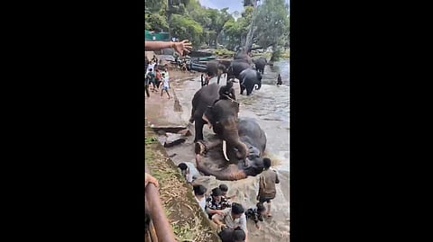 ಕೊಡಗು: ದುಬಾರೆ ಆನೆ ಶಿಬಿರದಲ್ಲಿ ಆನೆಗಳ ಕಾಳಗ; ಮಹಿಳೆ ಸಾವು!