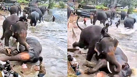 Marthanda elephant injured in kanjan attack 