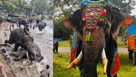 Kanjan elephant permanently banned from Mysuru Dasara