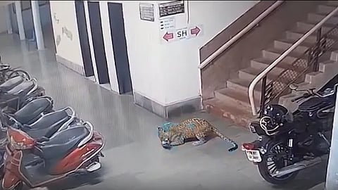 Leopard Kills Dog At IIT Bombay