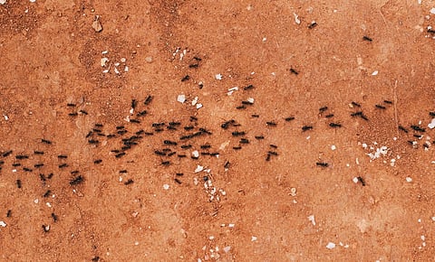 Close-up of a group of ants walking