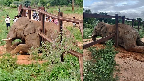 Karnataka Tusker brought out to safety