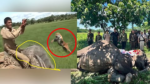 Assam bids farewell to Kaziranga's legendary patrol elephant Joymala