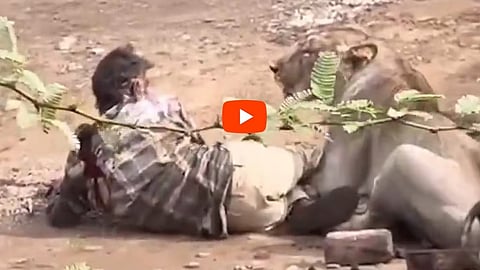 Lioness attacks