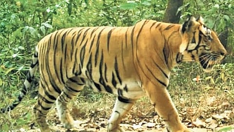 The tiger which was camera-trapped in Nagarhole