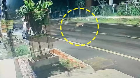 Leopard spotted near nice road in Bengaluru
