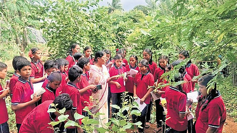 The garden has more than 100 trees-- star fruit, water apple, hill amla, cocoa, various varieties of mango, pineapple, wood apple, Malaya apple, and others