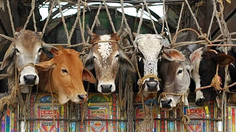 cattle rescued (file photo)