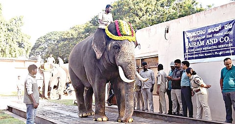 Srikanta being weighed in Mysuru on Sunday