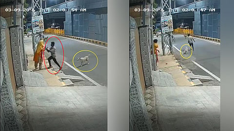 Stray dogs save a mentally ill woman from a sexual assault attempt in Coimbatore