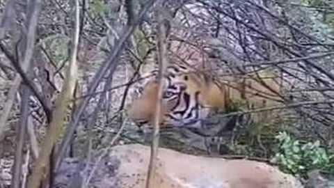 tiger image generated from AI 
