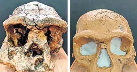 Skulls of homo erectus and homo sapiens sourced from Robert Bruce Foote Sanganakallu Archaeological Museum