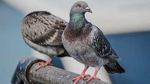 Pigeons
