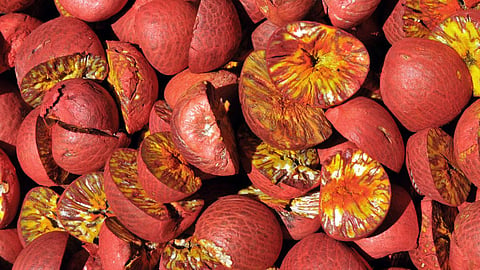Areca Nut