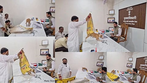 Nasik Yuvasena Dog Protest: Stray Dogs in Civic Officer's Chamber over Negligence