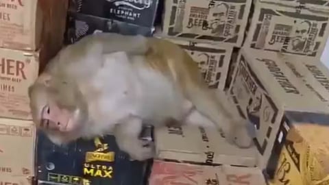 Monkey Drinks Alcohol and Falls Asleep Inside