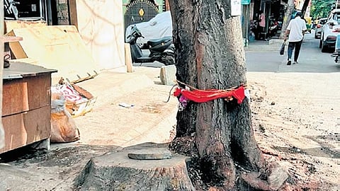 Holes drilled into the tree which once had a twin above, which was also killed