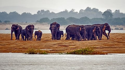elephant