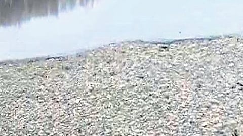 An activist suspects dumping of sewage behind the death of fish.