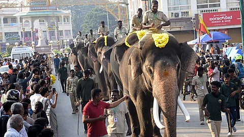 Dasara elephants walking as part of jamboo savari rehearsal in Mysuru.