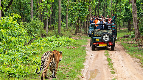 Karnataka Forest Dept Bans Cell Phones in Core Tiger Reserves
