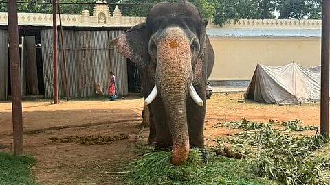 Prashatha elephant