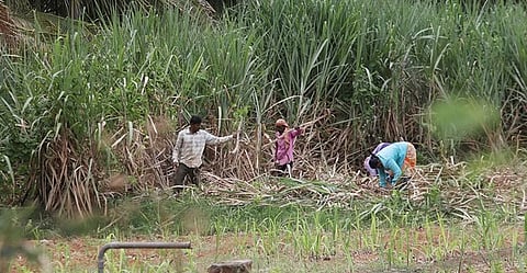 Sugarcane farming 