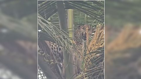 Leopard Spotted Resting on Coconut Tree in Tumakuru