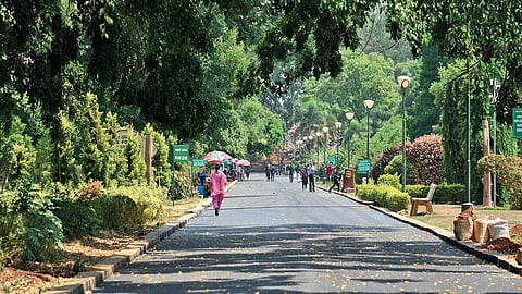 Govt to open forest lands inside Bengaluru for people