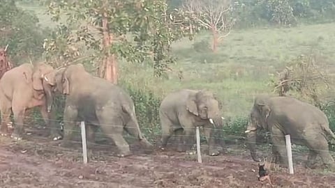 Pet Dog Fearlessly Intervenes To Stop Fierce Fight Between Two Wild Elephants In Hassan