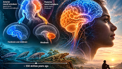 A single brain, two distinct neural origins