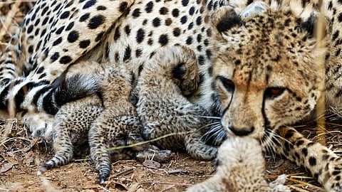 Big Blow to Project Cheetah: 19-Month-Old Cub Dies After Being Shot in Madhya Pradesh