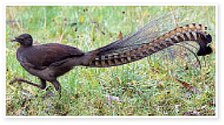ಮಿಮಿಕ್ರಿ ಹಕ್ಕಿ (Lyre bird)