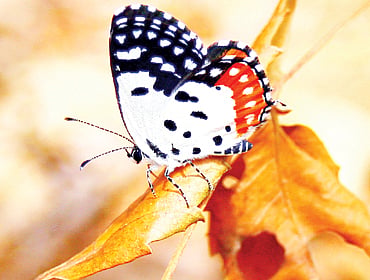 ರೆಡ್ ಪಿರೆಟ್ ಚಿಟ್ಟೆ ಬಂತು ಚಿಟ್ಟೆ