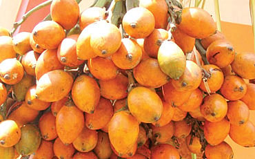 ಅಡಕೆ ಚಡಪಡಿಕೆ