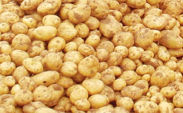 ಆಲೂಗಡ್ಡೆ ಎಲ್ಲಿಂದ ಬಂತು ಗೊತ್ತಾ?