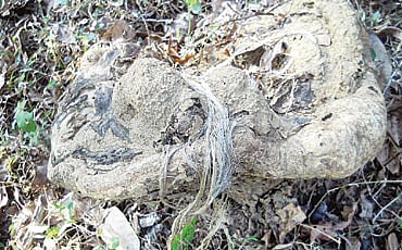 ಹಸು ಹಿಡಿವ ಮರ!