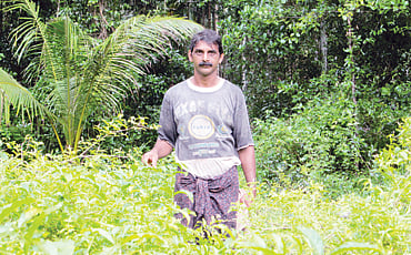 ಹೂಗಳಿಕೆ
