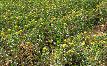 ಕುಸುಬೆ