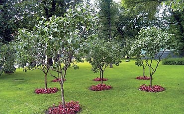 ಟ್ರೀ ಪಟ್ಟಾ