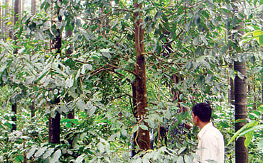 ಅಗರ್‌ವುಡ್ ಆಶಾಕಿರಣ