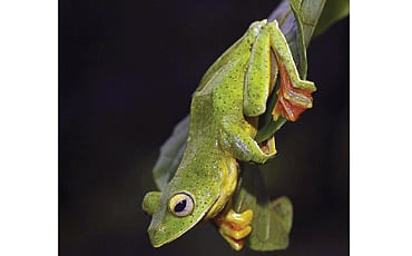 ಫ್ರಾಗ್ ಪಯಣ