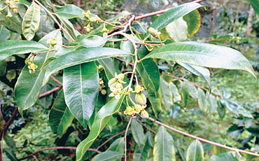 ಘಮಘಮ ಅಗರ್