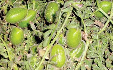 ಕಡಲೆ