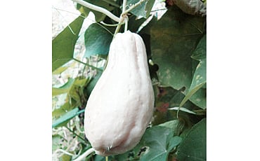 ಬಿಳಿ ಬದನೆ