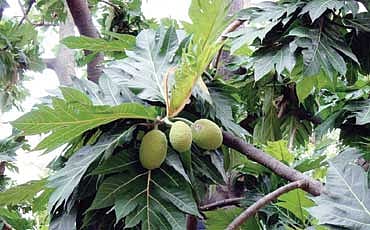 ನೀರು ಹಲಸು