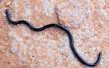 ಕುರುಡು ಹಾವು