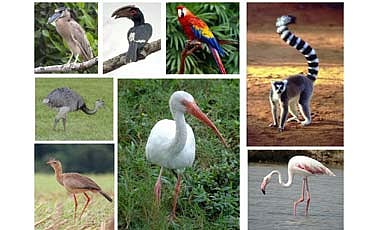 ಛಬ್ಬೀಸ್ ಸಂಡೆ