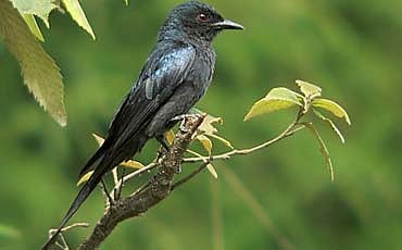 ಹಕ್ಕಿ ಕಕ್ಕಾಬಿಕ್ಕಿ
