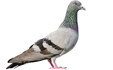 ಪಾರಿವಾಳ
